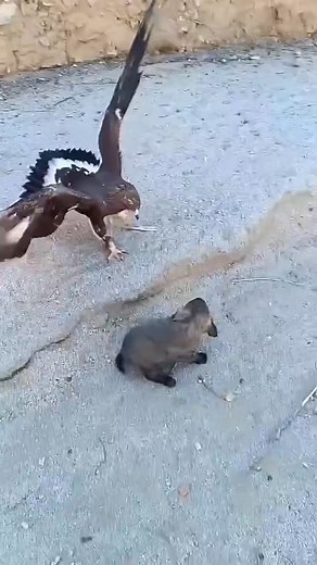When a hawk suddenly attacked a puppy #animals #shorts #nature #wildanimals #Wildlife #forest #dog #PredatorVsPrey #animalfights #ViralVideo #viralreels #reels #viral #wildlife #trending | Wildlife animals lifestyle