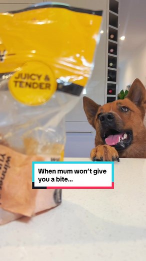 Unexpected Vet Visit: A Dog Owner's Nightmare