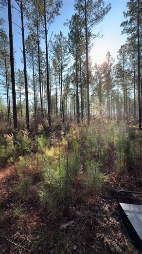 Land Clearing Techniques with DR Brush Mower