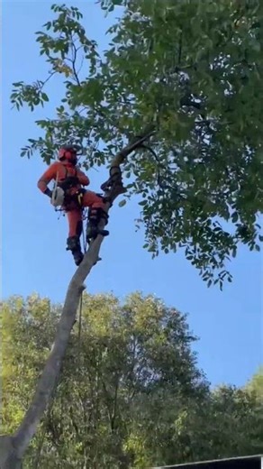 Crazy Tree Removal Techniques #ProArboristExtreme#ChainsawWork#TreeCutting#RealWork#ExtremeWork