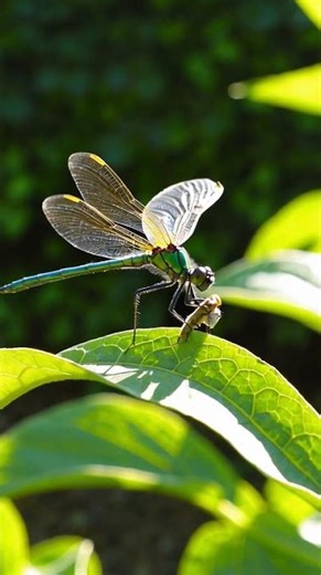 dragonfly catching food