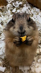Astrid the prairie dog is one of the five prairie dogs that live in sanctuary! Prairie dogs don’t typically breed in captivity (with one exception we’re aware of), and Astrid’s life started like other prairie dogs seen as pets. In her local ‘town’, the name for the conglomeration of underground tunnels her family and their friends lived in. Her mom would’ve dragged in soft nesting material for Astrid and her siblings to safely hang out underground until they were two months old. Before she was o