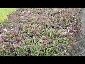 Bearberry (Kinnikinnick) Seedlings at Harvest - TreeTime.ca