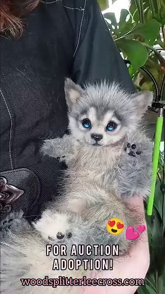 1.4K views · 237 reactions | 5 Day Auction Adoption here! -->...