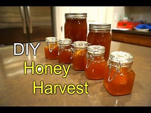 TopBar bee hive honey harvest - first time How to