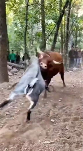 Cow vs Goat: This Got OUT OF CONTROL#shortvideo #animals