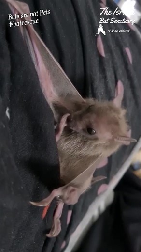Did you ever see a baby bat brushing his teeth with his foot? 😳 🦇❤ Please consider donating to help us in our mission to rescue the fruit bats of Israel! https://www.israelbatsanctuary.com/donations #bat #baby #puppy #teeth #Brushing #clean #fostercare #feet #reacue #wildlife #batsofinstagram | The Israeli Bat Sanctuary