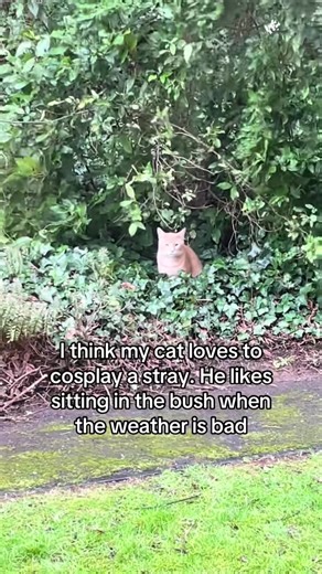 Understanding Ginger Cat Behavior