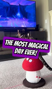 As many of you know, Pocahontas is an essential presence in FlounderLand. It is the only movie she will sit and watch (mostly thanks to Meeko). And we have watched it every day for going on 3 years now, luckily for me. I just can't get enough of Pocahontas, I love Pocahontas so much too! (Can you hear my sarcasm as you read this?) So what do you do for Flounder on her birthday besides taking her and Mouse Toy paddle boarding so she can be a shark? You invite Pocahontas over to meet Flounder is p