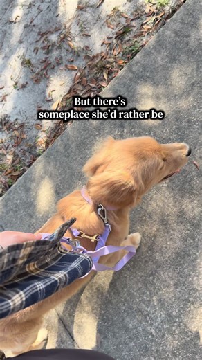 Puppy Snuggles Over Exercise: A Golden Retriever's Preference