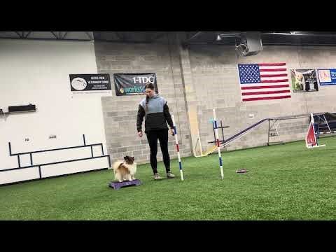 Loopy Training - Niles w/ food reinforcer