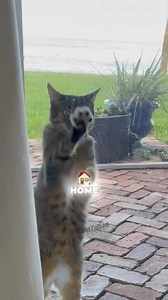 424K views · 13K reactions | Cover Cats: Spinning Wheel  | If Your Pet Talked | Facebook