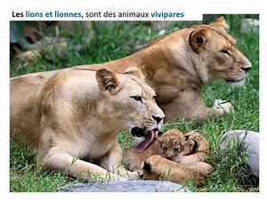 Comment naissent et grandissent les animaux ?