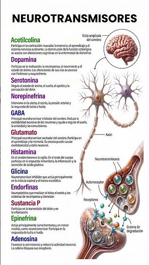 🧠 12 neurotransmisores del cerebro y sus funciones