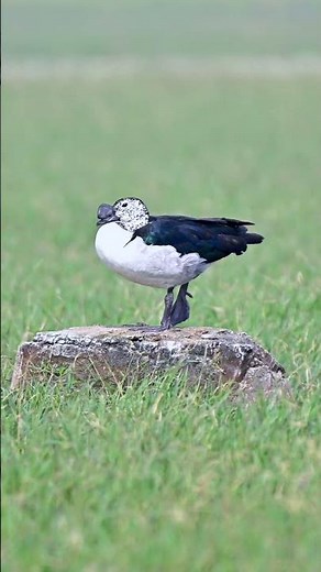 Knob-billed Duck (Comb Duck) – bizarre bill, iridescent wings & wetland life.