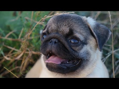 Why Do Pugs Shed SO Much? 🐶❄️ (The Shocking Truth!)