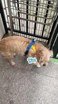 #여수애견동반펜션 #여수도그펄슨 #여수애견펜션추천 #여수여행 # 여수펜션추천