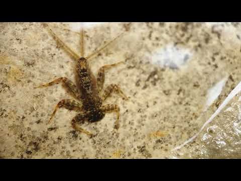 Mayfly Nymph Gills