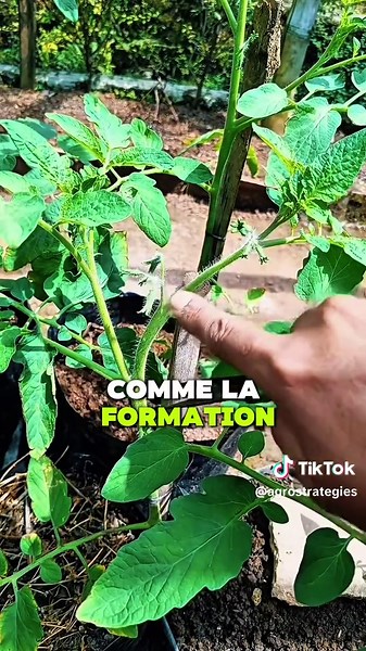 Voici comment obtenir des tomates plus grosses, plus nombreuses, avec ce goût naturel qu’on avait avant. agriculture rentable, agrobusiness Afrique, business agricole, réussir en agriculture, jeunes entrepreneurs Afrique, agriculture moderne, erreur agriculture, farming business, agriculture rentable Afrique, investissement agricole, mindset entrepreneur, réussir en business, production agricole, vendre ses produits, transformation agricole, marketing agricole, agriculture intelligente, opportun