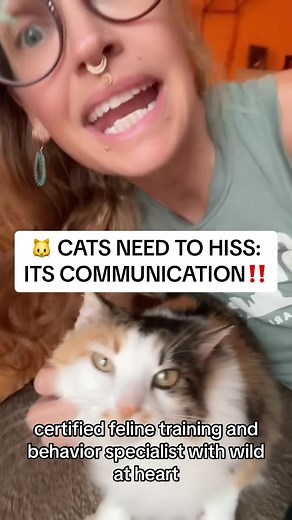 Understanding Cat Hissing Behavior: A Certified Cat Behaviorist's Insight
