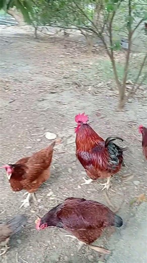 Chickens hunt for their own food