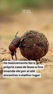 O besouro rola bosta é um dos insetos mais curiosos e importantes da natureza