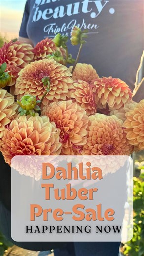 Our Dahlia Tuber Pre-Sale is Live! If you’d like to buy some Triple Wren dahlia tubers, we are ready for you! Our online store is open with over 200 dahlia varieties available, including varieties by our Novice Hybridizers and Legacy Hybridizers. Comment with the word LINK and we’ll send the link right to your inbox! #triplewrenfarms #sharebeauty #dahlia #dahlias #dahliatubersale #dahliasofinstagram | Triple Wren Farms