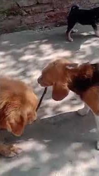 आज तो सारे बंदर भगा दिए muffin ne #comedy