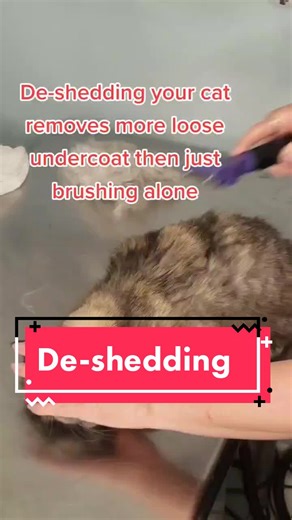 #catgrooming #brushyourcat #deshedding #purrfectioncatgrooming