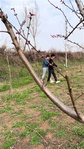 Watch This Peach Tree Blossom: A Journey to Fruitful Days