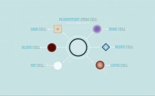 【Ted-ED】什么是干细胞 What Are Stem Cells