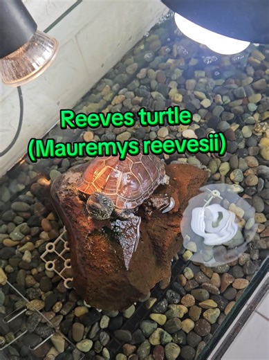 Reeves Turtles Care Guide for Beginners