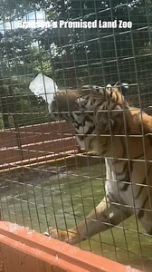 Ice ice baby! Ice enrichment on these hot summer days helps beat the heat and offers some cool enrichment! Visit Bruce our Bengal Tiger in the walk through Safari daily 9-5pm. #zoo #safari #branson #bengaltiger #iceicebaby | Branson's Promised Land ZOO