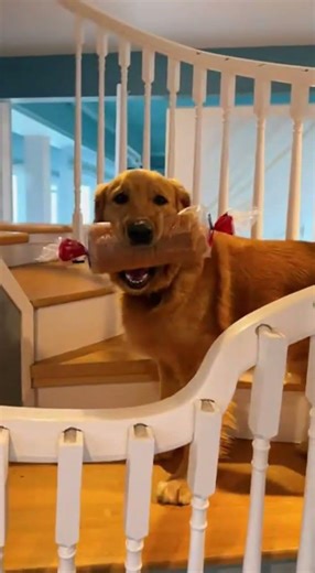 Dog 🚨 POV: Stole our whole loaf — adulting is a scam