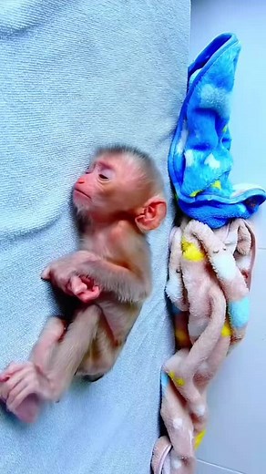 Little Baby Monkey: The Cutest Pet You Can Imagine