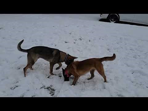 Malinois vs German Shepherd the DIFFERENCES