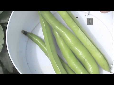 How To Harvest Broad Beans