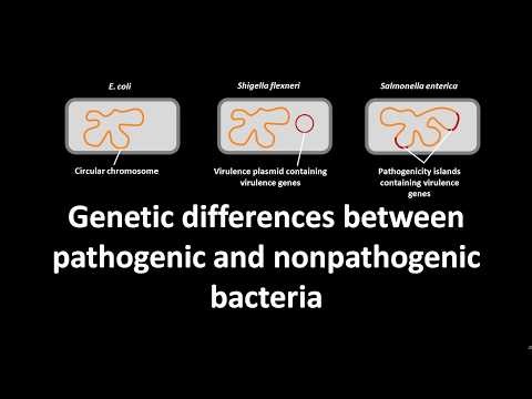 Genetic differences between pathogenic and nonpathogenic bacteria