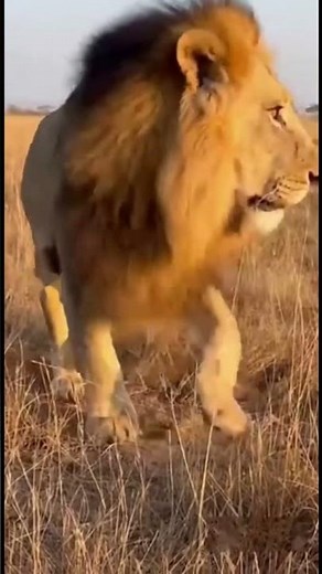Epic Lion Hunt Ends With a Surprise! #animals