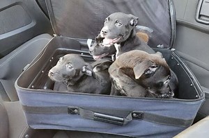 Four Puppies Found on the Side of the Road in a Zipped Suitcase Saved by 'Good Samaritans'