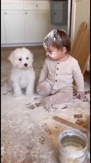 Angry Baby Yelling Over Dogs #Baby #Dogs #Cat #dog #funnyvideos | Rijiji DJ