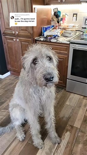Funny Video: Giant Dog Dragging Owner Out at Night to Watch Him Poop!