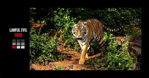 Watch what happens when a tiger faces a lion in a direct fight