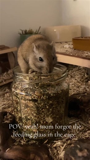 Happy Gerbils Enjoying Their Forgotten Snack