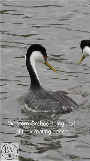 Western Grebes Mating Dance at Lake Hodges #shorts