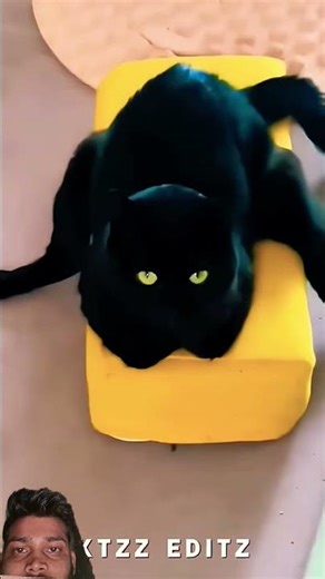 Cats in Mutant Mode 💀