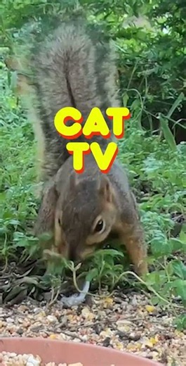 The Best Cat TV in HD #cattv #catshorts #catgames #cat