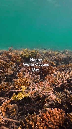 Restoring Marine Ecosystems: How to Bring Oceans Back to Life