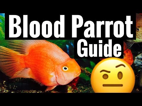 Red Blood Parrot Cichlid Care - Tank Behavior Community