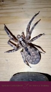 Weet je het nog van vroeger... Toen je net begon in de horeca en het een uitdaging was om een gesprek aan te knopen met een vreemde, alias de gast? Maar bedenk het eens zo... als je de gast goed observeert en leert kennen, worden ze geen vreemde meer en voelt het gesprek ook een stuk minder eng. Wil jij jouw personeel leren hoe ze deze connectie kunnen maken? Klik dan even op de link in bio en ontdek "Het spel der gastvrijheid": de gamified workshop voor jouw personeel. Training en braingame in 